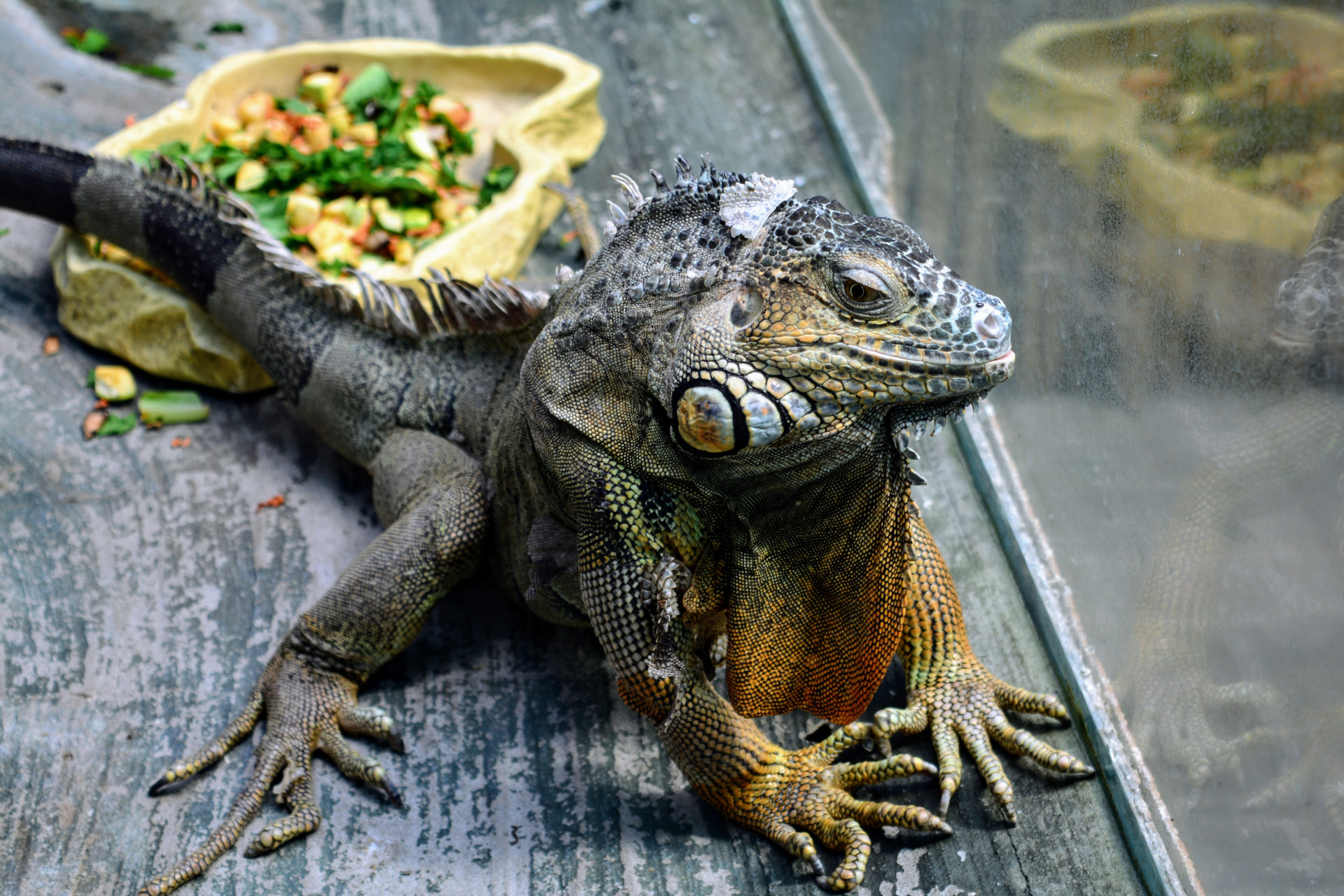 Un lézard avec sa mangeoire remplie de fruits et de légumes